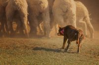 Ein Hund treibt Schafe.jpg