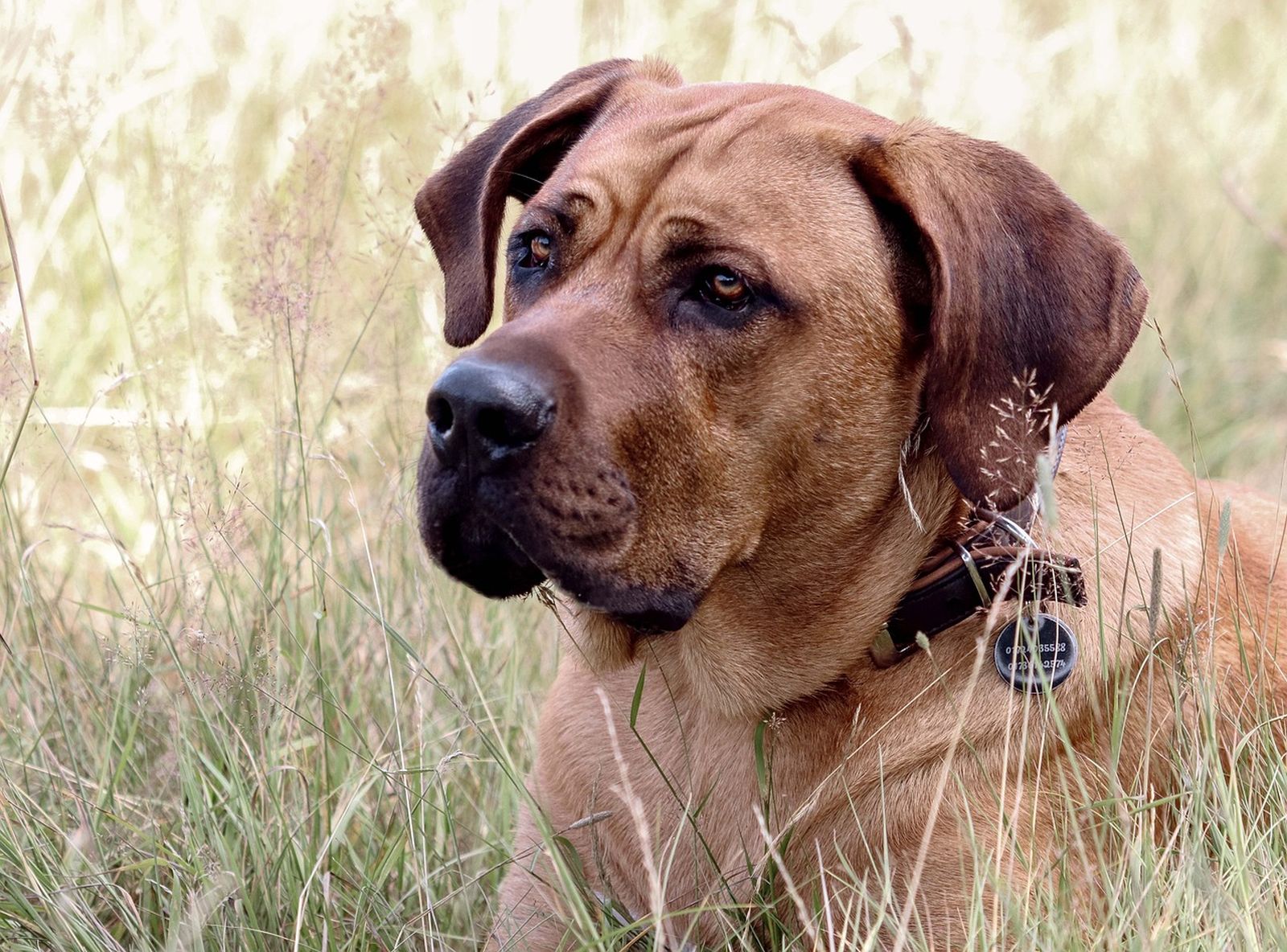 Ein älterer weizenfarbener Broholmer mit Halsband und Hundeplakette liegt auf einer höhergewachsenen Wiese und schaut nach links in die Ferne