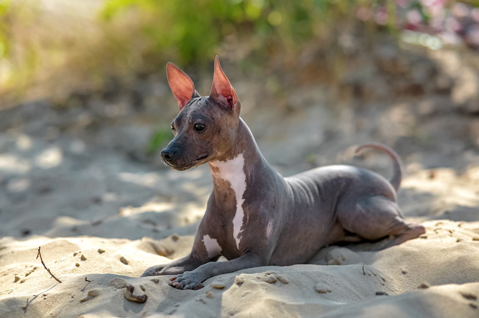 Ein grau-braun-weißer Nackthund der Rasse American Hairless Terrier liegt auf dem Sand am Strand und schaut in die Ferne
