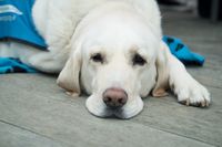 Heller Labrador Retriever liegt mit dem Kopf auf dem Holzboden und auf einer blauen Decke und schaut den Betrachter traurig an.jpg