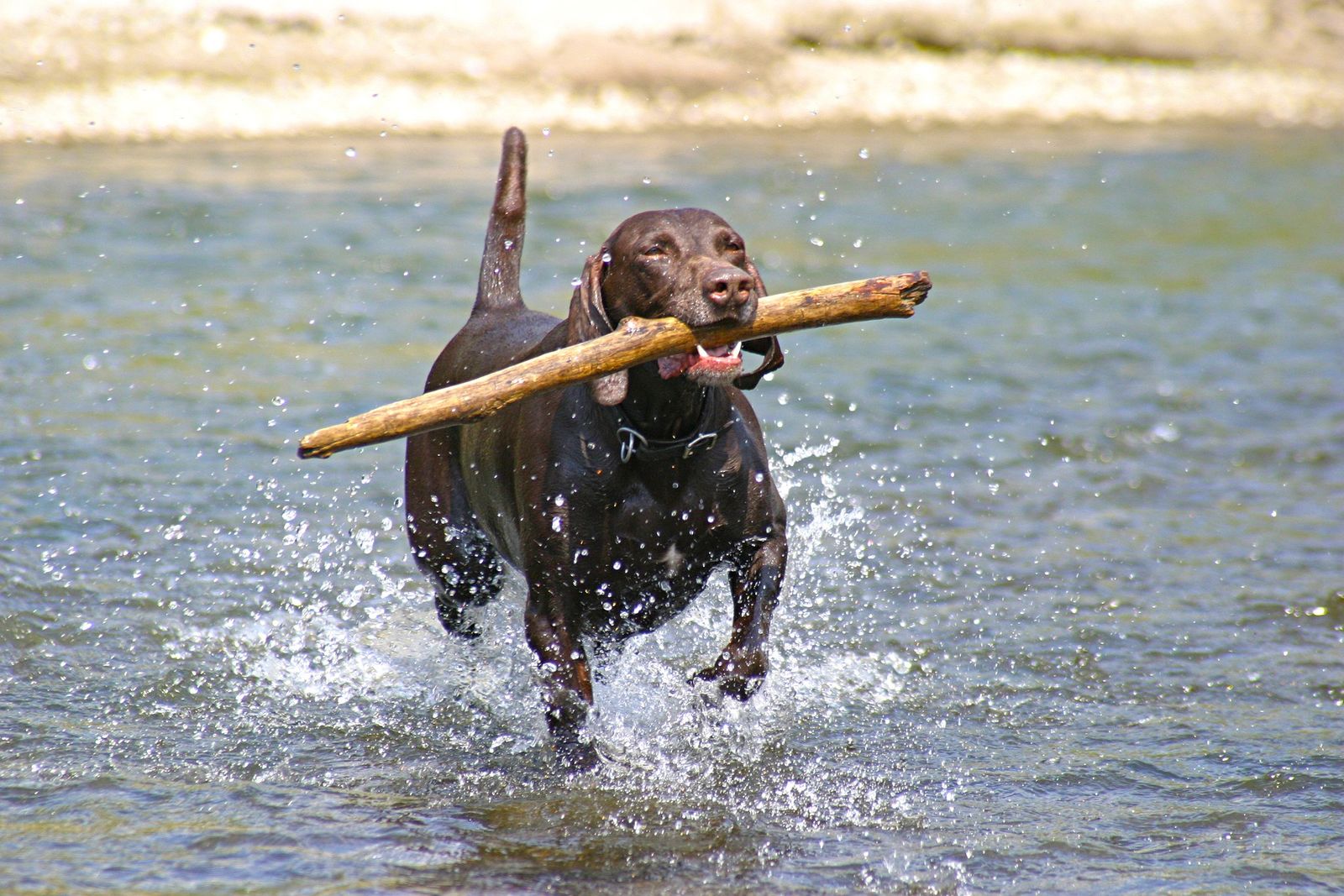 Ein brauner Hund mit großem Stock im Maul läuft aus dem Wasser auf den Betrachter zu.