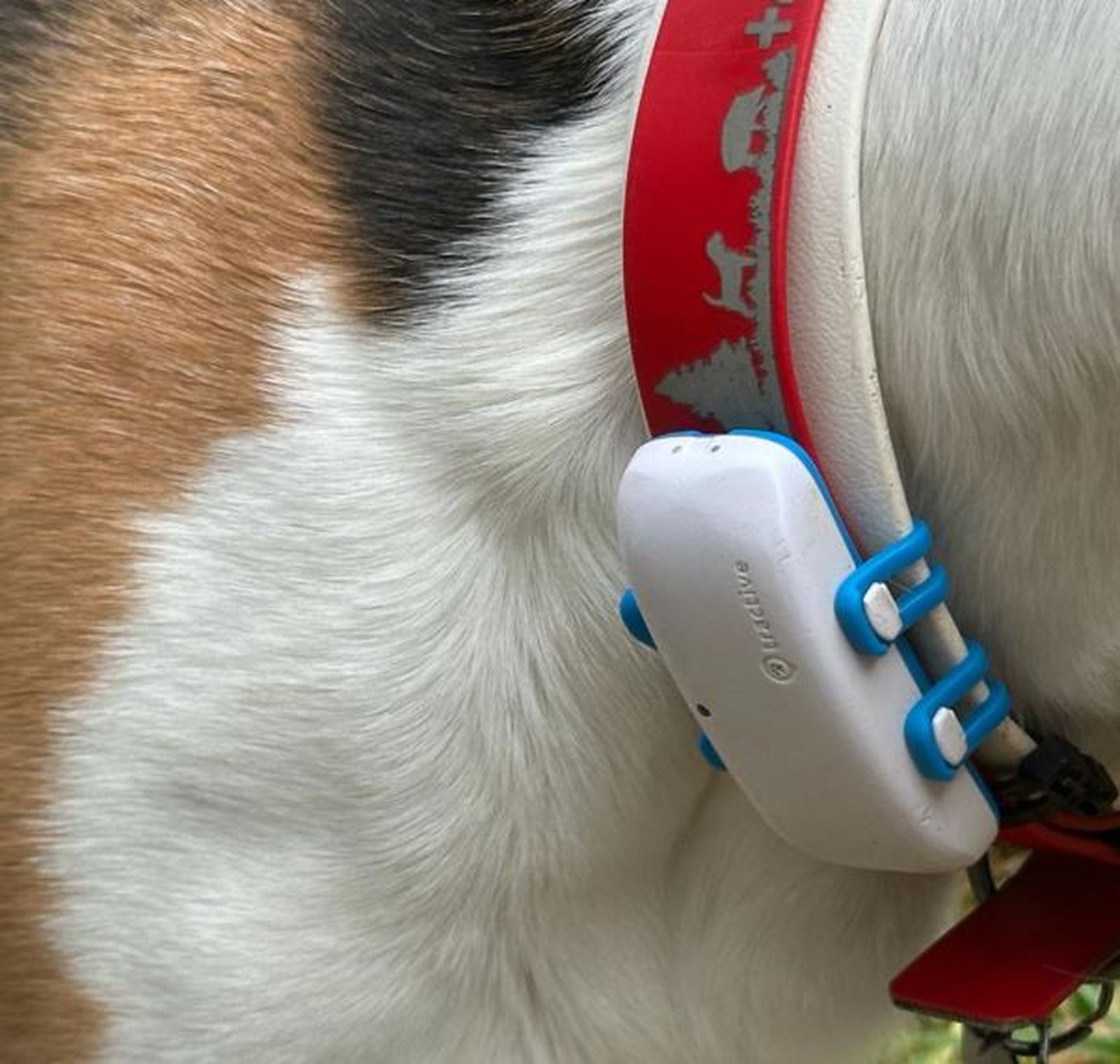 Ein Bildausschnitt eines braun-weiß-schwarzen Hundefells mit rotem Halsband und Tractive-GPS-Tracker in Nahaufnahme