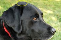 Schwarzer Labrador Retriever mit rotem Halsband und gelber Marke seitlich aufgenommen Ausschnitt.JPG