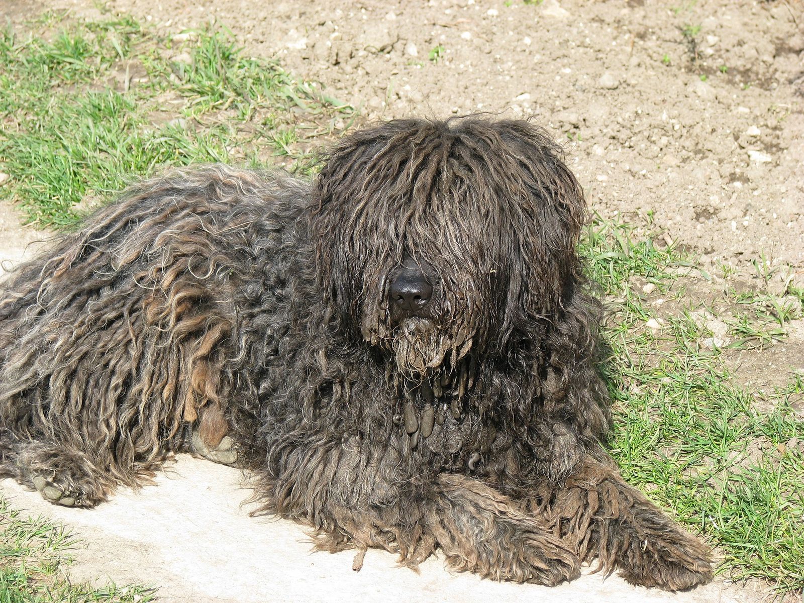 Ein brauner Hund mit zotteligem Fell liegt seitlich zum Betrachter auf dem Gartenboden und schaut mit seinem Lockenkopf in Richtung Kamera