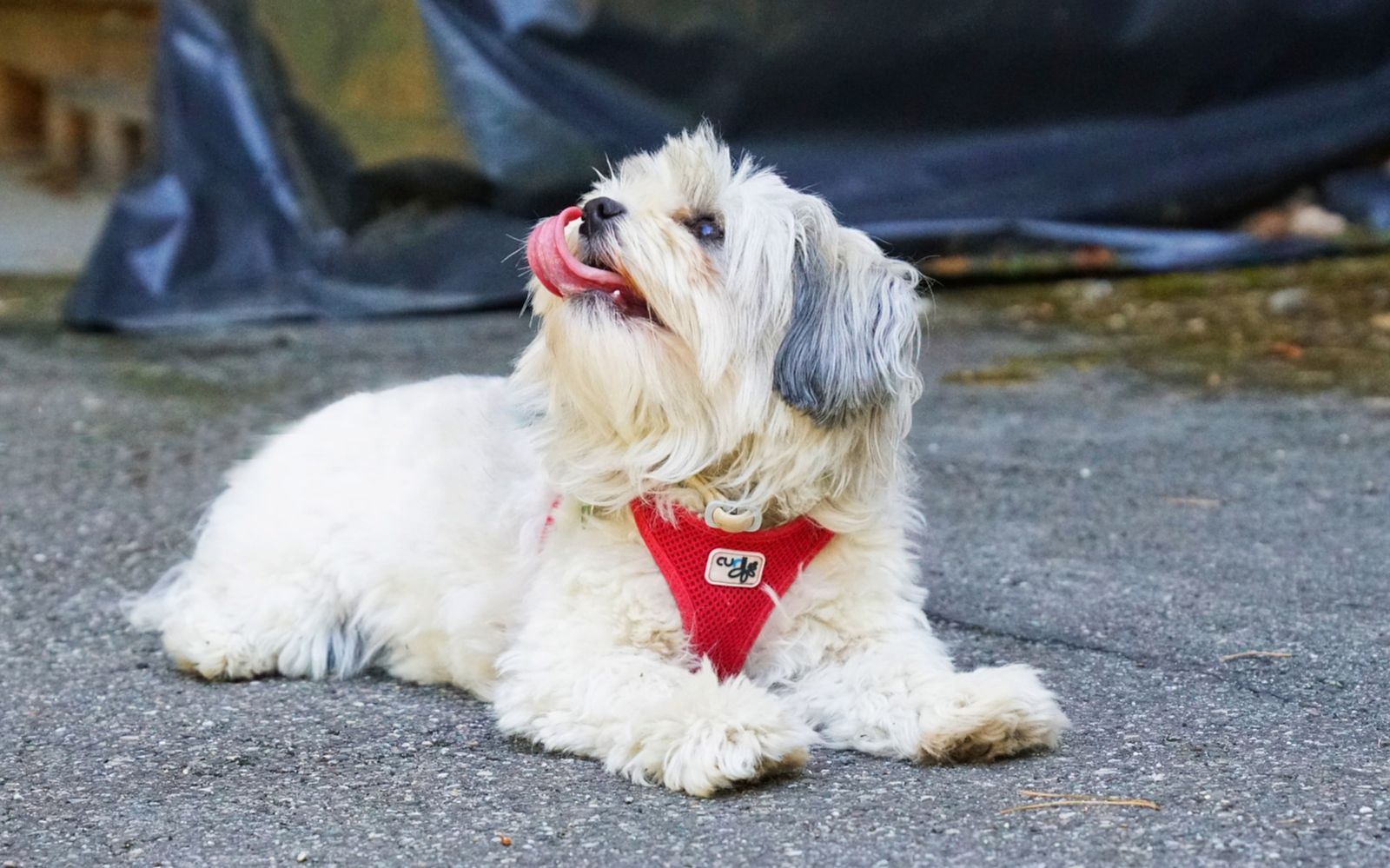 Ein kleiner weißer Hund mit rotem Hundegeschirr liegt mit herausgestreckter Zunge auf dem Asphaltboden und hebt den Kopf leicht schräg zum Betrachter in die Höhe