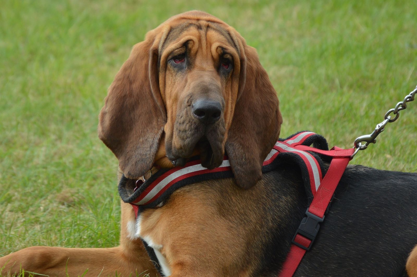 Ein Bloodhound mit Hundegeschirr und Leine liegt seitlich zum Betrachter auf einer Wiese und dreht den Kopf in Richtung Kamera