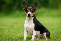 Ein weiß-braun-schwarzer Hund der Rasse Teddy Roosevelt Terrier sitzt auf einer grünen Wiese und schaut den Betrachter an.JPG
