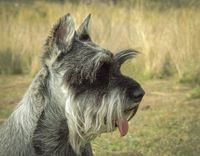 Ein Schnauzer mit heraushaengender Zunge im seitlichen Profil.jpg