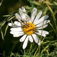 Dalmatinische Insektenblume.jpg