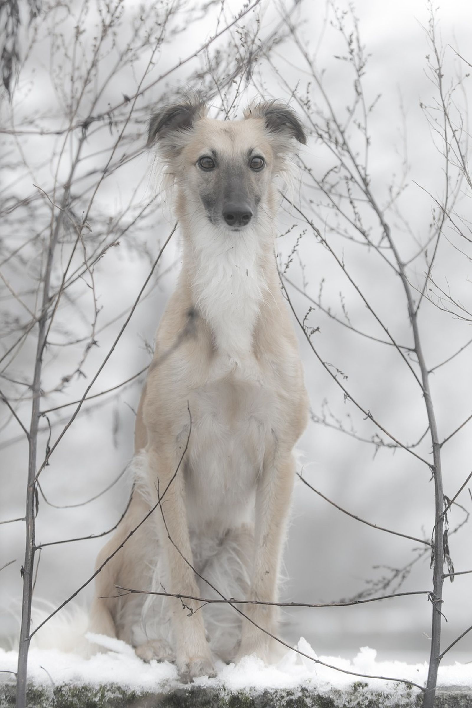 Ein Silken Windsprite Windhund sitzt konzentriert und angespannt Schnee und schaut den Betrachter an