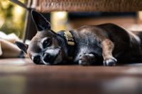 Ein alter Chihuahua liegt in Seitenlage auf dem Fussboden und schaut schlaefrig.jpg