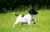 Ein schwarz-weißer Kleiner Münsterländer Vorstehhund steht in typischer Vorsteh-Pose auf einer Wiese und fixiert etwas.JPG