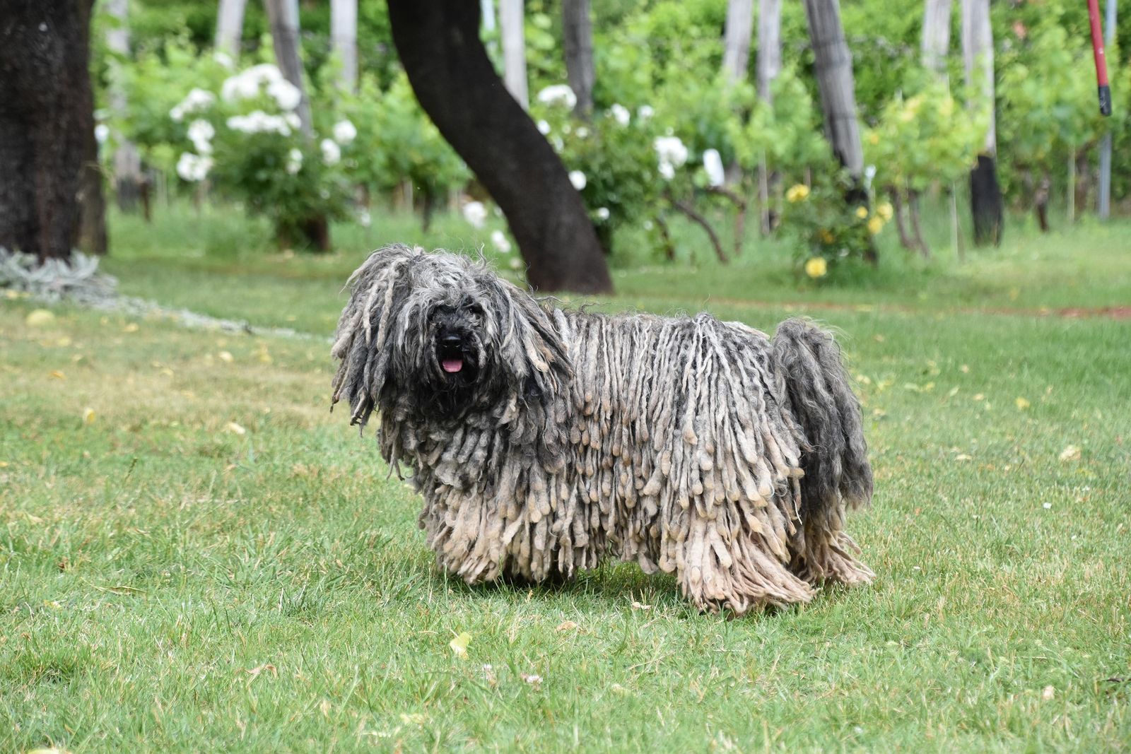 Ein Hund mit beige-braunen Rastalocken steht im seitlichen Format auf einer Wiese und schaut sich um