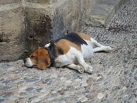 Dicker Beagle liegt in Seitenlage auf dem Steinboden.jpg