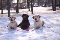 Drei Labrador Retriever liegen im Schnee und schauen in die Kamera.jpg