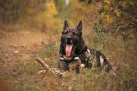 Ein Deutscher Schaeferhund liegt im Wald mit offener Schnauze und heraushaengender Zunge auf dem Boden.jpg