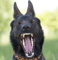 Schwarzer Schaeferhund mit Halsband sitzt mit geschlossenen Augen auf der Wiese und reisst seinen Fang weit auf Ausschnitt.jpg