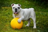 Eine weisse franzoesische Bulldogge mit einem gelben Ball auf der Wiese.jpg