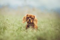 Ein Cavalier King Charles Spaniel sitzt auf der Wiese und schaut in Kamera.jpg