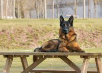 Ein Deutscher Schaeferhund liegt auf einem Tisch und schaut den Betrachter an.jpg