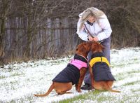 Zwei Bordeaux Doggen mit Hundemantel im Schnee trainieren mit einer blonden Frau.jpg