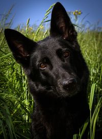 Norwegischer Elchhund schwarz im hohen Gras.jpg