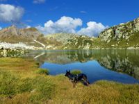 Ein Deutscher Schaeferhund steht vor einem Bergsee und schaut in Richtung Berge.jpg