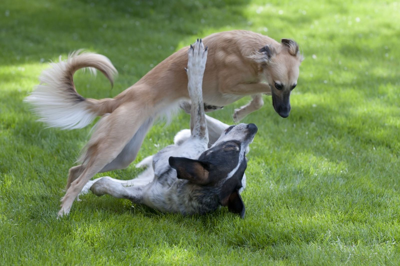 Ein langhaariger Windhund springt über einen anderen auf dem Boden liegenden Hund beim Spielen auf der Wiese