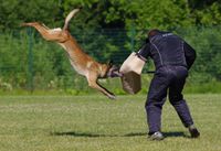 Ein Schaeferhund beisst beim Schutzhundetraining in den Arm des Ausbilders.jpg