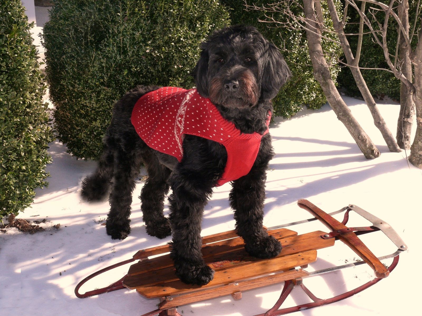 Ein dunkelbraunfarbiger Hund mit rotem Strickpollunder steht im Schnee und hat die Vorderbeine auf einem Schlitten aufgestellt