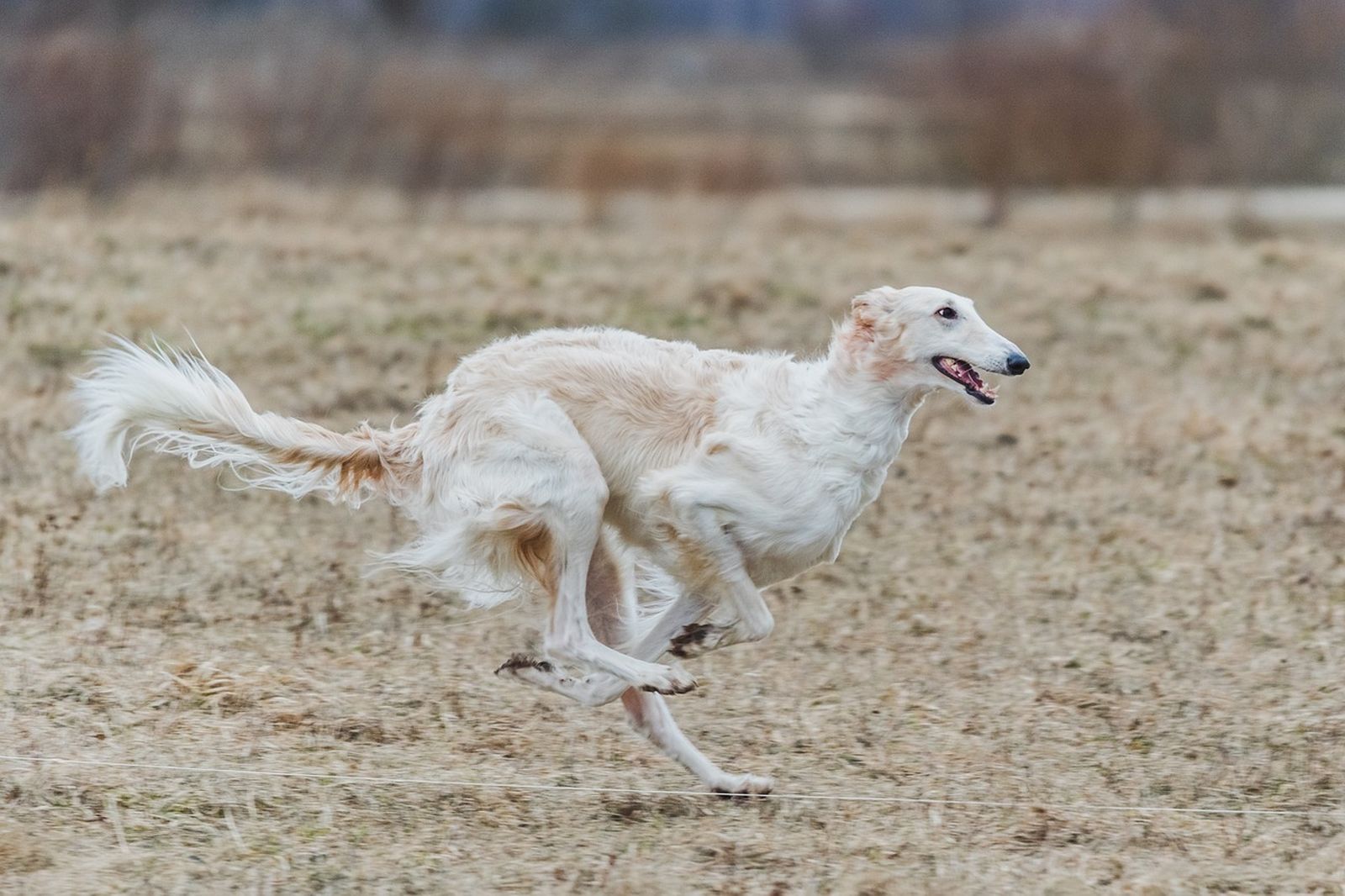 Ein hellbeige-braunfarbener Windhund mit längerem Haar läuft seitlich zum Betrachter über das Feld