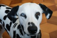 Dalmatiner mit einem blauen und braunen Auge.jpg
