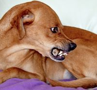 Brauner Hund mit gefletschten Zaehnen schaut nach rechts und liegt auf einer lila Decke.jpg