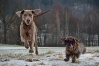 Ein Weimaraner und Dackel laufen auf einem verschneiten Feld nebeneinander her.jpg