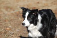 Schwarz weisser Border Collie auf dem Feld.jpg