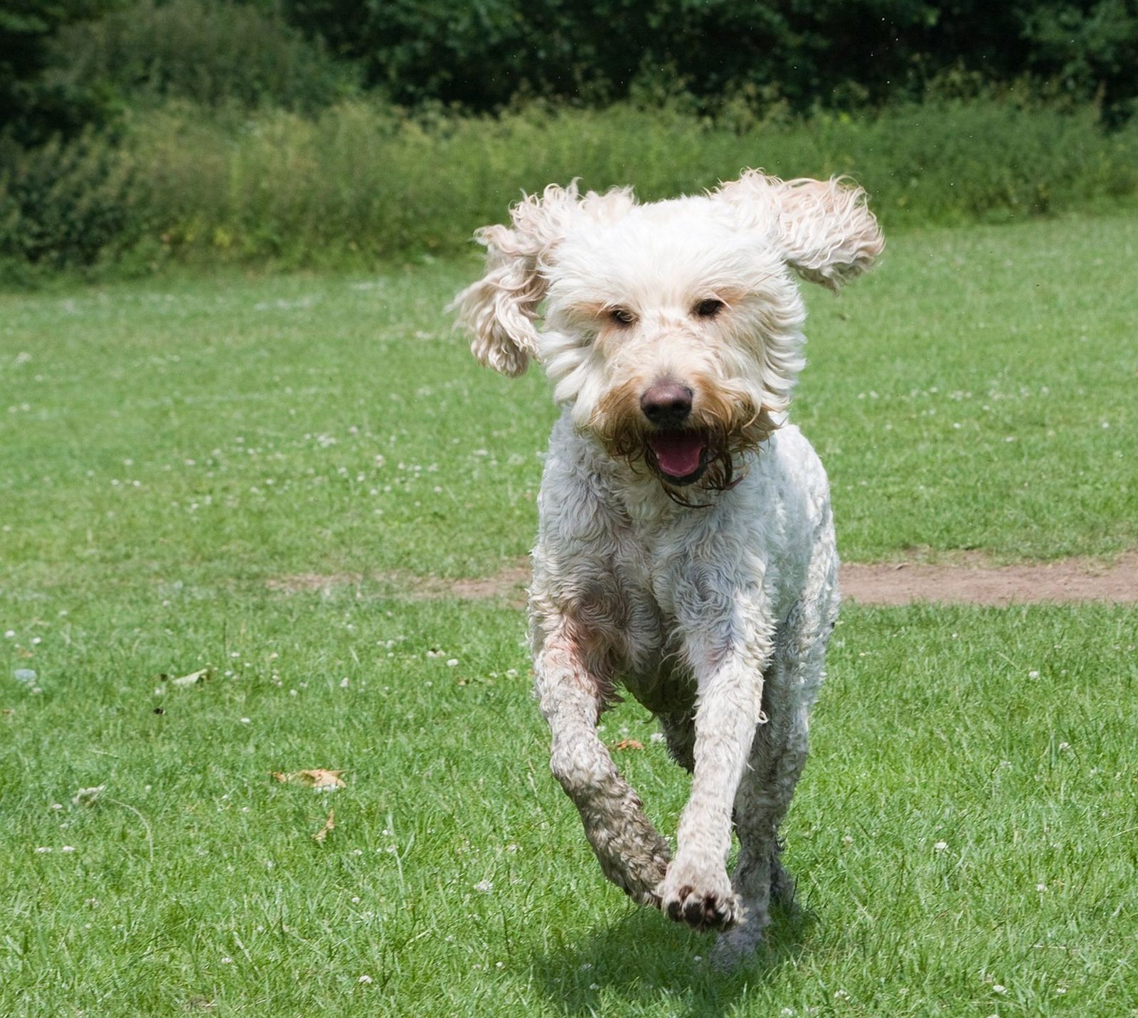 Ein hellbeiger Hund der Hybridhunderasse Goldendoodle läuft auf einer grünen Wiese direkt auf den Betrachter freudig zu