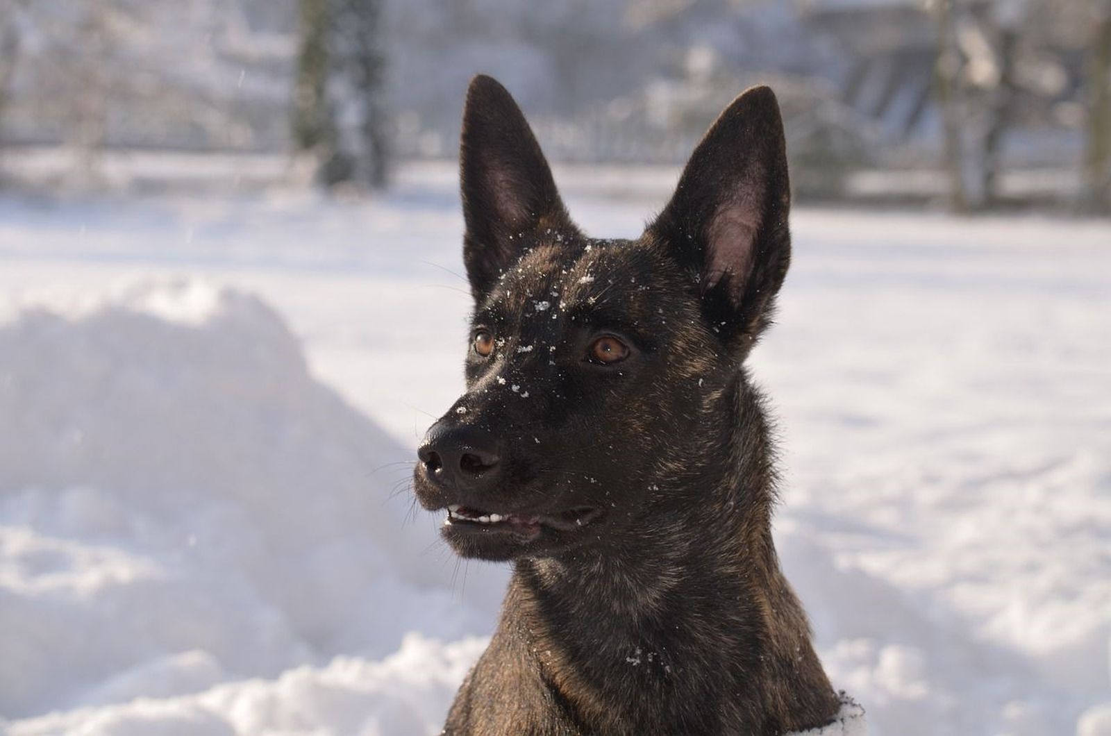 Ein braun schwarz gestromter Holländischer Schäferhund im Schnee ist im Profil aufgenommen und schaut leicht nach links