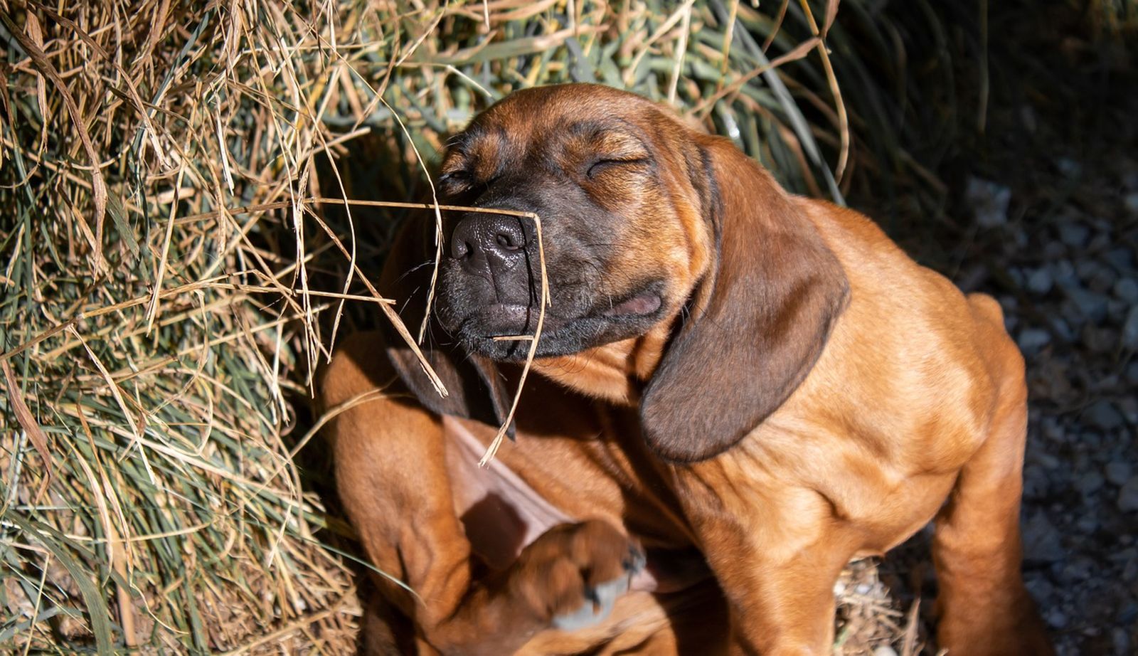 Ein rotbrauner Hundewelpe im Stroh kratzt sich mit der Hinterpfote am Hals und Kopf.