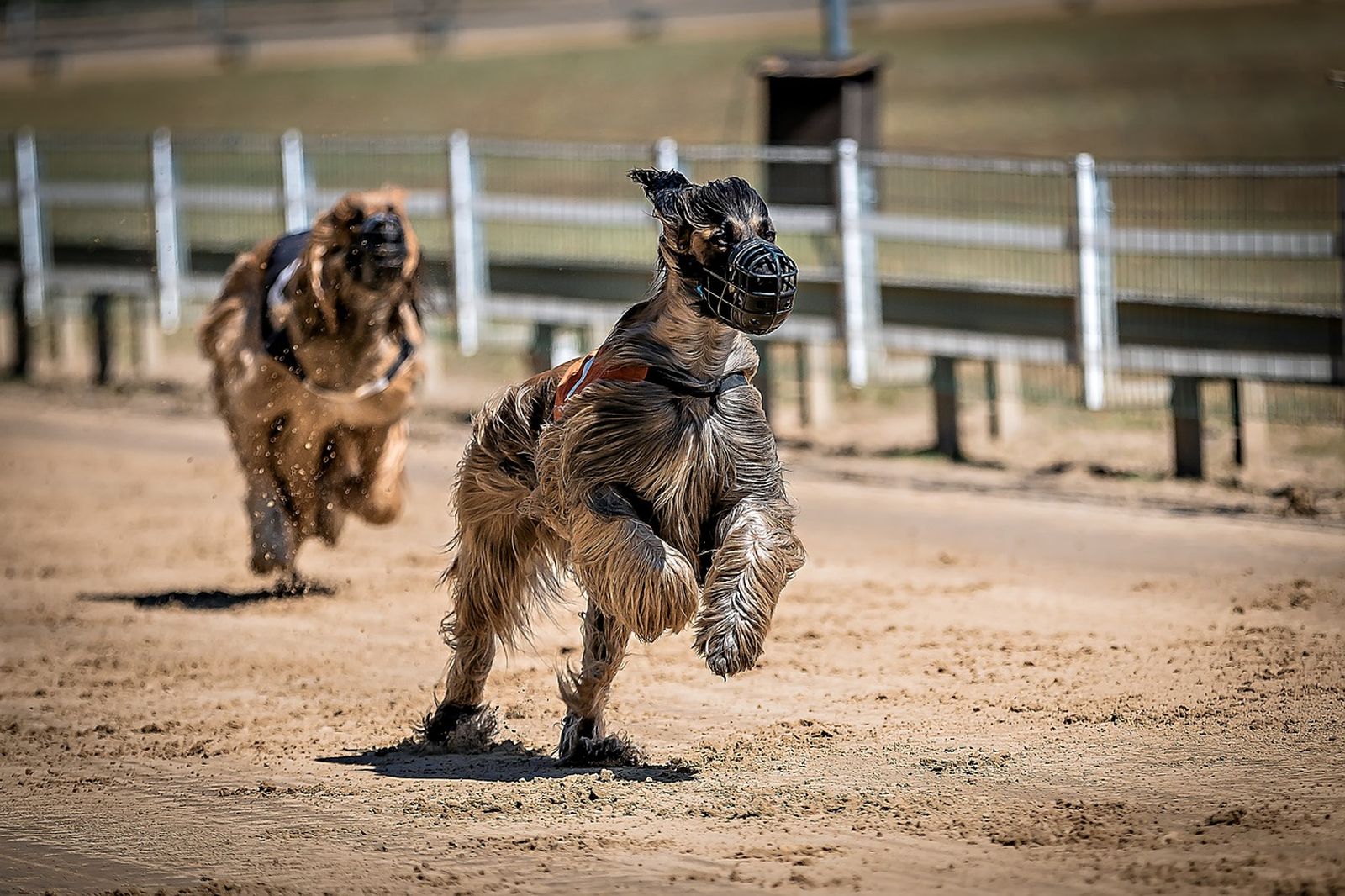 Zwei langhaarige braune Windhunde mit Maulkörben und Renndecke auf sonniger, eingezäunter Sandrennbahn. 