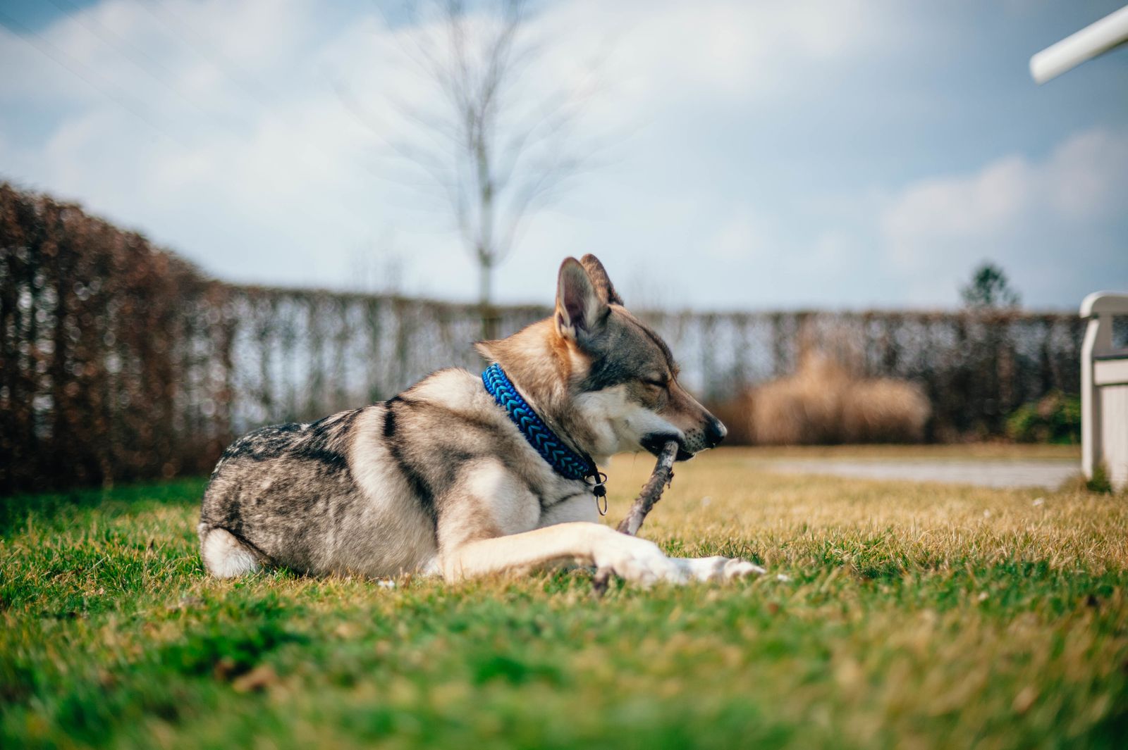 Ein Hund mit wolfähnlichem Aussehen der Rasse Tamaskan mit blauen Halsband liegt auf einer grünen Wiese im Garten und knabbert auf einem Holzstöckchen herum