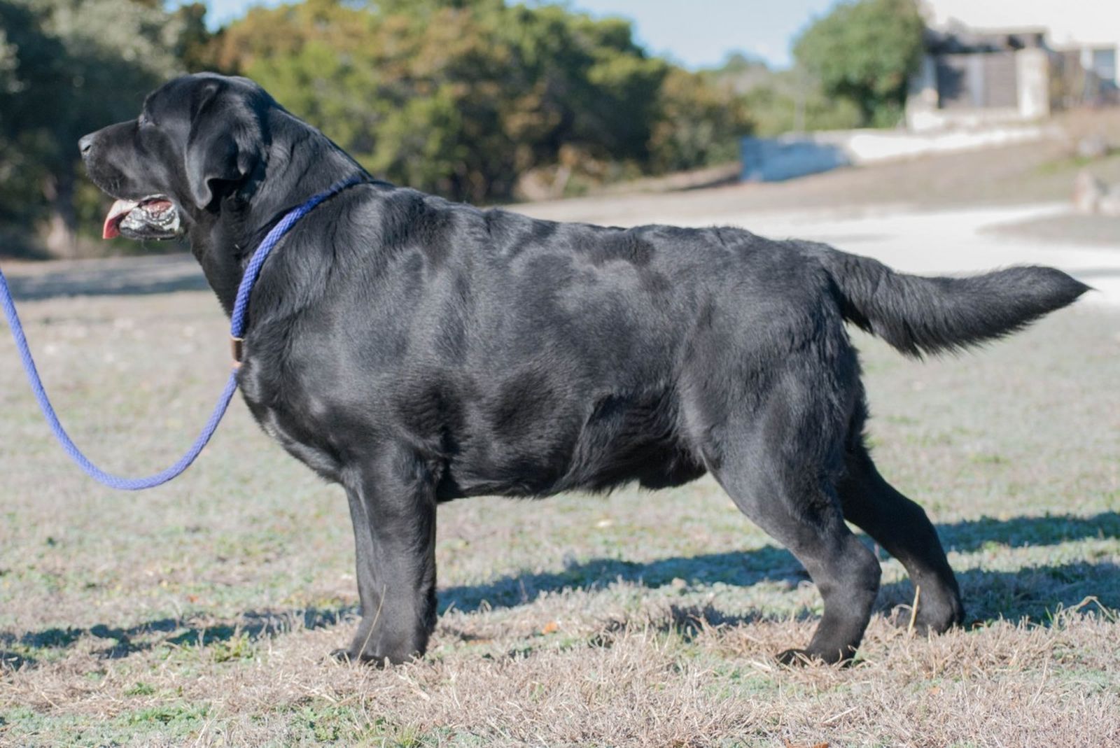 Ein dicker schwarzer Hund der Rasse Labrador im seitlichen Profil steht an einer blauen Leine auf der Wiese