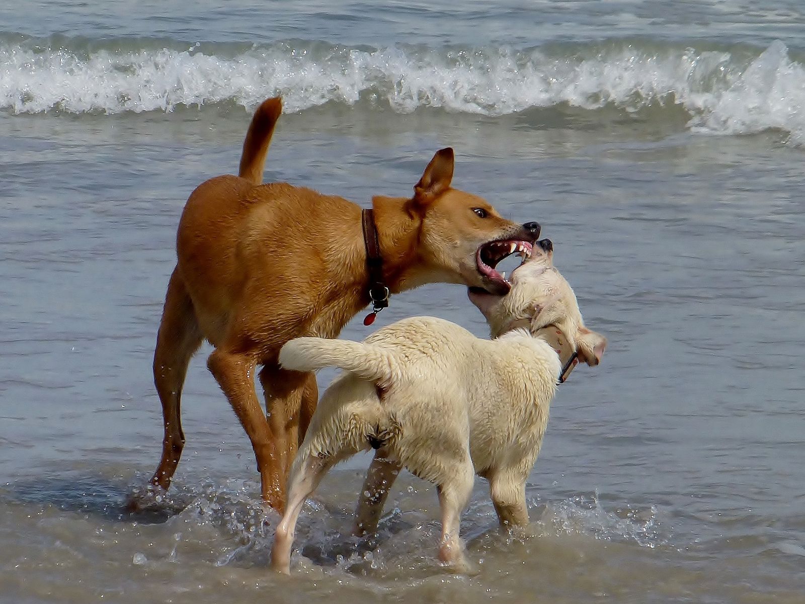Ein rotbrauner großer Hund beißt im Wasser auf einen kleineren weißen Hund ein.