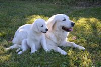 Golden Retriever Huendin liegt mit ihrem Welpen auf der Wiese.jpg