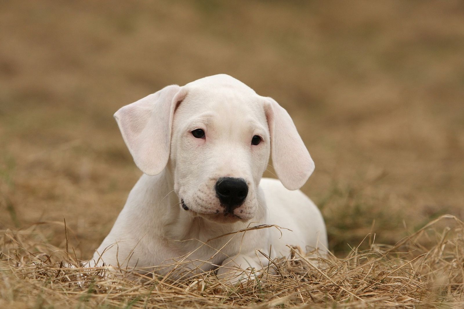 Ein weißer Argentinischer Doggen Welpe liegt in Richtung Betrachter auf dem getrockneten Gras