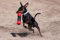 Pinscher mit rot schwarzem Spielgeraet im Maul.jpg