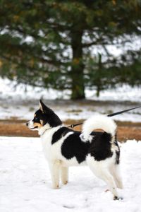 Ein schwarz weisser Hund mit Leine im Schnee der nach links schaut.jpg