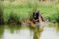 Ein Altdeutscher Schaeferhund springt freudig und voller Elan ins Wasser.jpg