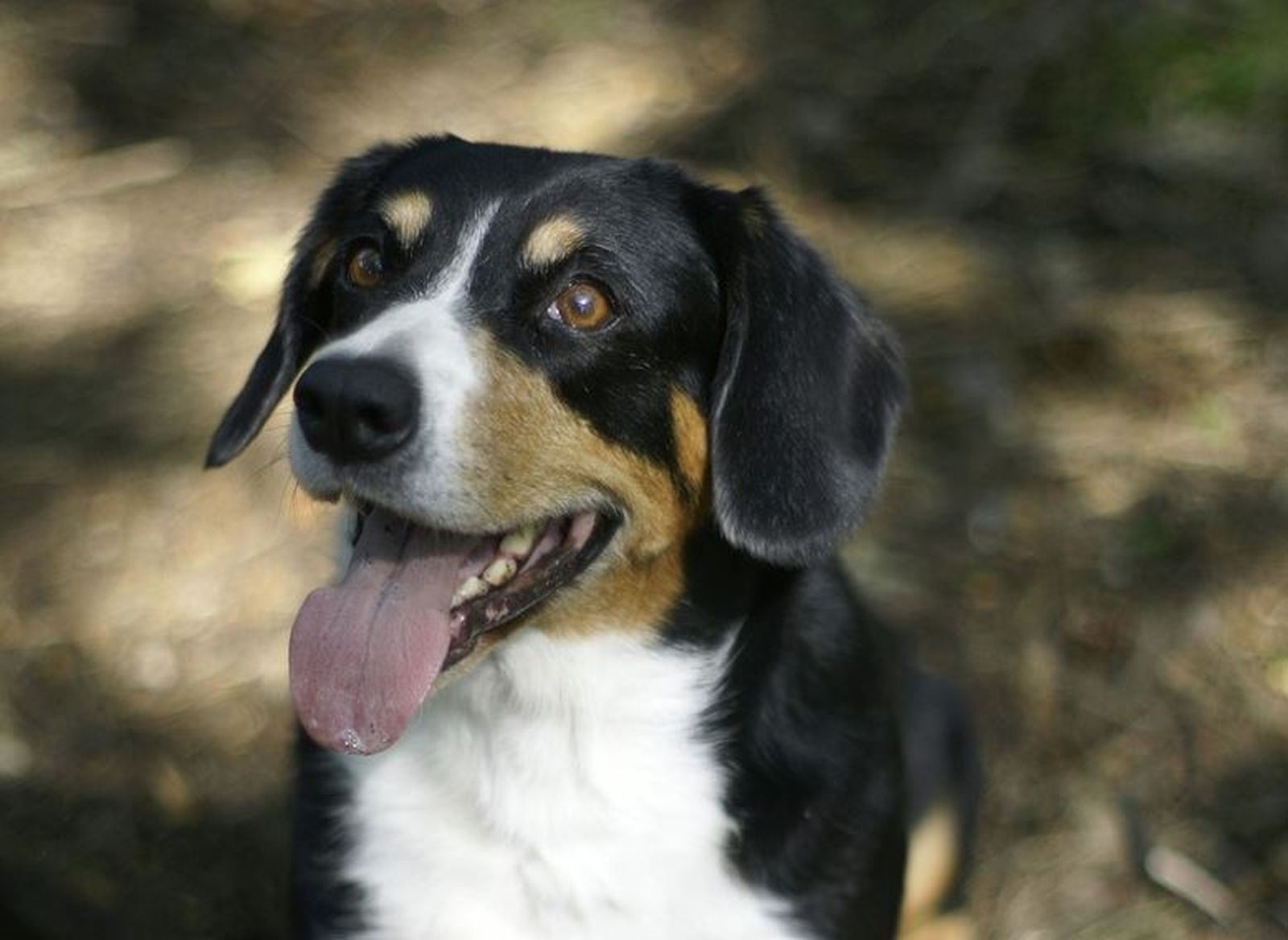 Ein Entlebucher Sennenhund mit heraushängender Zunge schaut leicht in die Höhe zum Betrachter