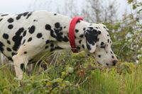 Ein Dalmatiner mit rotem Halsband schnueffelt neugierig im Gras.jpg