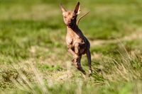 Ein brauner Peruanischer Nackthund springt auf der Wiese in Richtung Betrachter.jpg